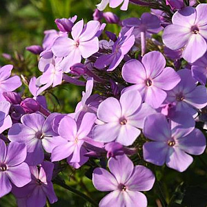 Phlox (P) 'Koningin Paola' GM P9