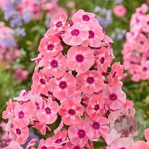 Phlox (P) 'Larissa' GM P9