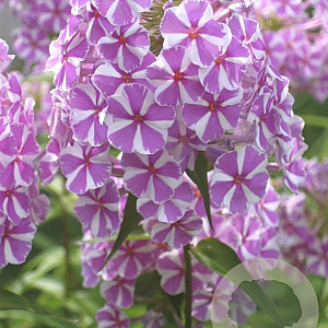 Phlox (M) 'Natascha' GM P9