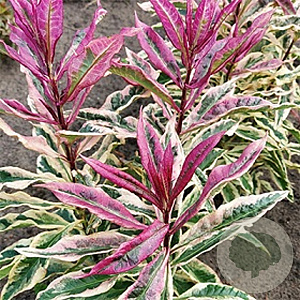 Phlox (P) 'Olympus' GM P9