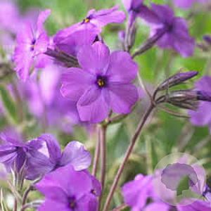 Phlox procumbens 'Variegata' GM P9