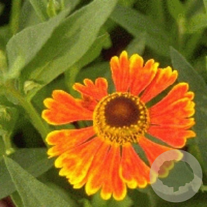 Helenium 'Waltraut' GM P9