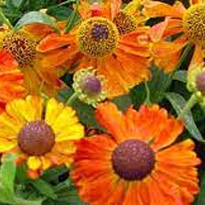 Helenium 'Waltraut' GM P9