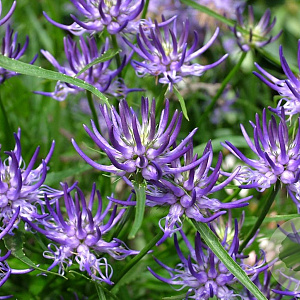 Phyteuma scheuchzeri GM P9