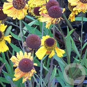 Helenium 'Wyndley' GM P9