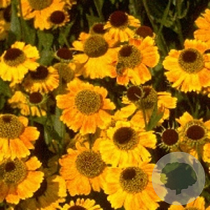 Helenium 'Wyndley' GM P9