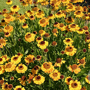 Helenium 'Wyndley' GM P9