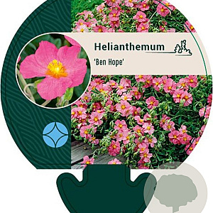 Helianthemum 'Ben Hope' GM P9
