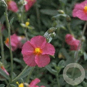 Helianthemum 'Ben Hope' GM P9