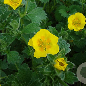 Potentilla megalantha GM P9