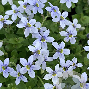 Pratia pedunculata GM P9