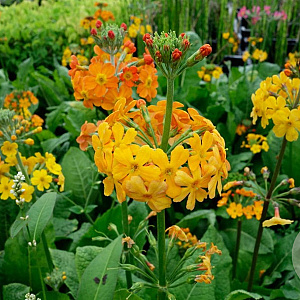 Primula bulleesiana GM P9