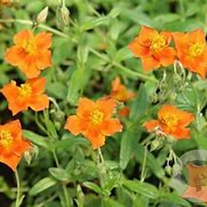 Helianthemum 'Bronzeteppich' GM P9