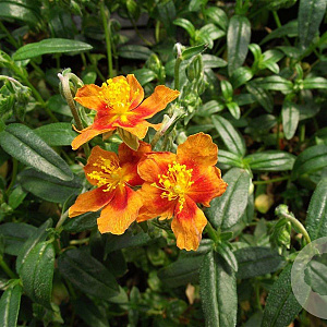 Helianthemum 'Bronzeteppich' GM P9