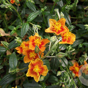 Helianthemum 'Bronzeteppich' GM P9
