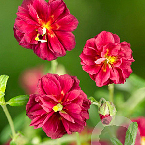 Helianthemum 'Cerise Queen' GM P9