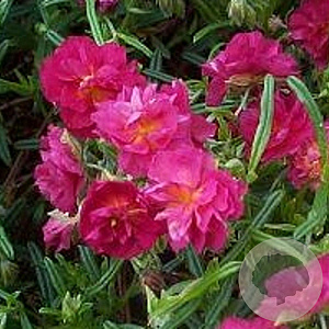 Helianthemum 'Cerise Queen' GM P9