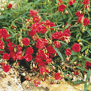 Helianthemum 'Cerise Queen' GM P9