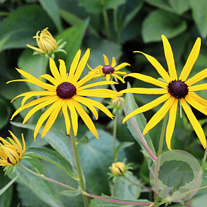 Rudbeckia fulgens 'Forever Gold' GM P9