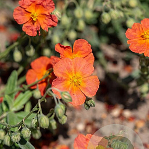 Helianthemum 'Fire Dragon' GM P9