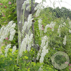 Sanguisorba 'All Time High' GM P9