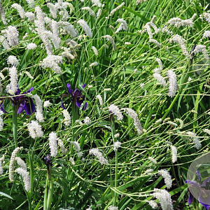 Sanguisorba 'Figaro' GM P9