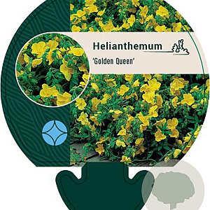 Helianthemum 'Golden Queen' GM P9