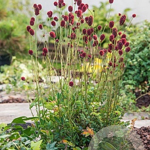 Sanguisorba 'Proud Mary' GM P9