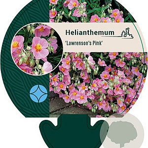 Helianthemum 'Lawrenson's Pink' GM P9