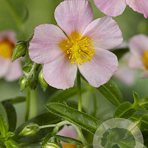 Helianthemum 'Lawrenson's Pink' GM P9