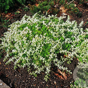 Sedum spurium 'Album' GM P9