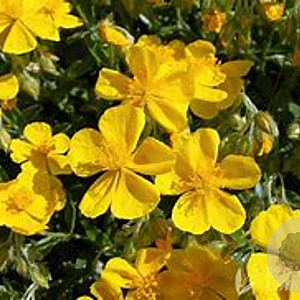 Helianthemum 'Sterntaler' GM P9
