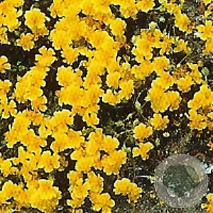 Helianthemum 'Sterntaler' GM P9
