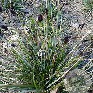 Sesleria heufleriana GM P9