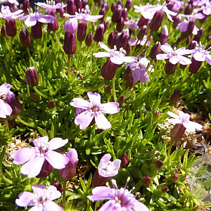 Silene acaulis 'Floribunda' GM P9