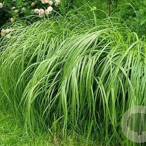 Spartina pectinata 'Aureomarginata' GM P9