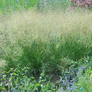 Sporobolus airoides GM P9