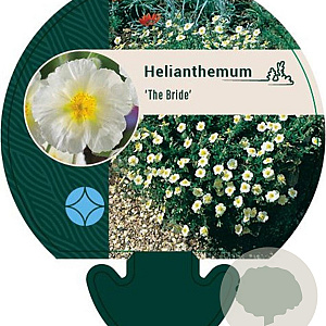 Helianthemum 'The Bride' GM P9