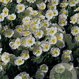 Helianthemum 'The Bride' GM P9