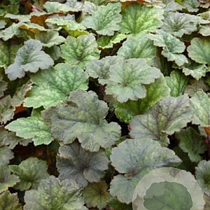 Tellima grandiflora 'Moorblut' GM P9