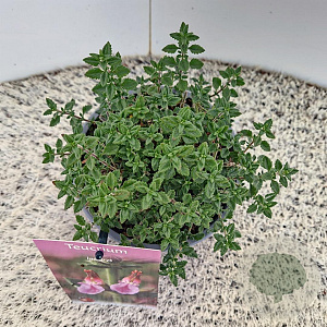 Teucrium lucidrys 25-30 cm C1.5