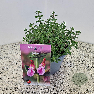 Teucrium lucidrys 25-30 cm C1.5