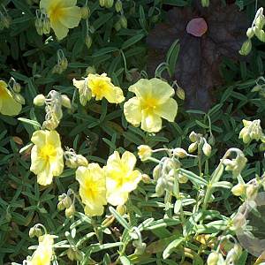 Helianthemum 'Wisley Primrose' GM P9