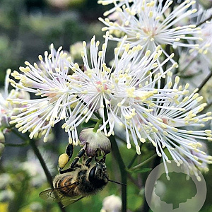 Thalictrum 'TNTNW' GM P9