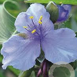 Tradescantia (A) 'Ocean Blue' GM P9