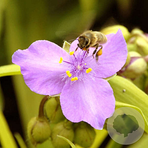 Tradescantia (A) 'Sunshine Charm' GM P9