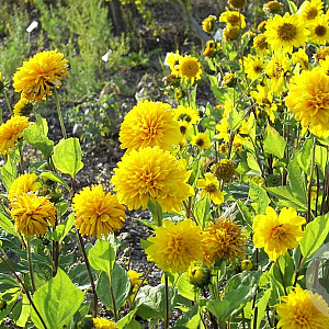 Helianthus dec. 'Soleil d'Or' GM P9