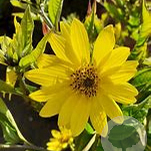 Helianthus 'Lemon Queen' GM P9