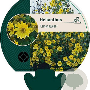 Helianthus 'Lemon Queen' GM P9