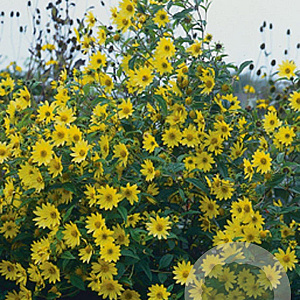 Helianthus 'Lemon Queen' GM P9